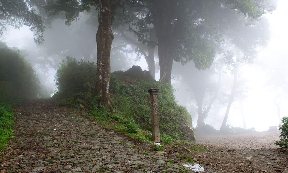 👻 Part 6: Dow Hill Ghost Stories – The Haunted Forest of Kurseong