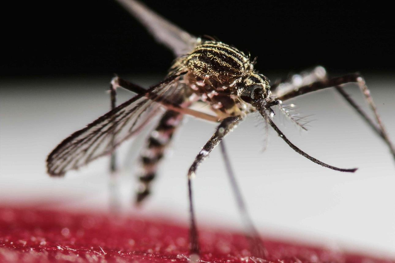 🦟 Mosquitoes in India: How Many People Die Every Year from Mosquito-Borne Diseases?