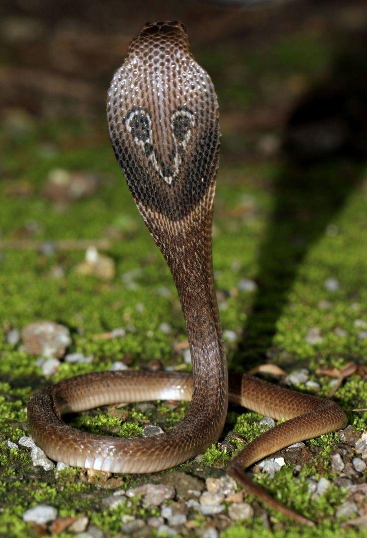 ๐ฎ๐ณ INDIAโS MOST DANGEROUS ANIMALS